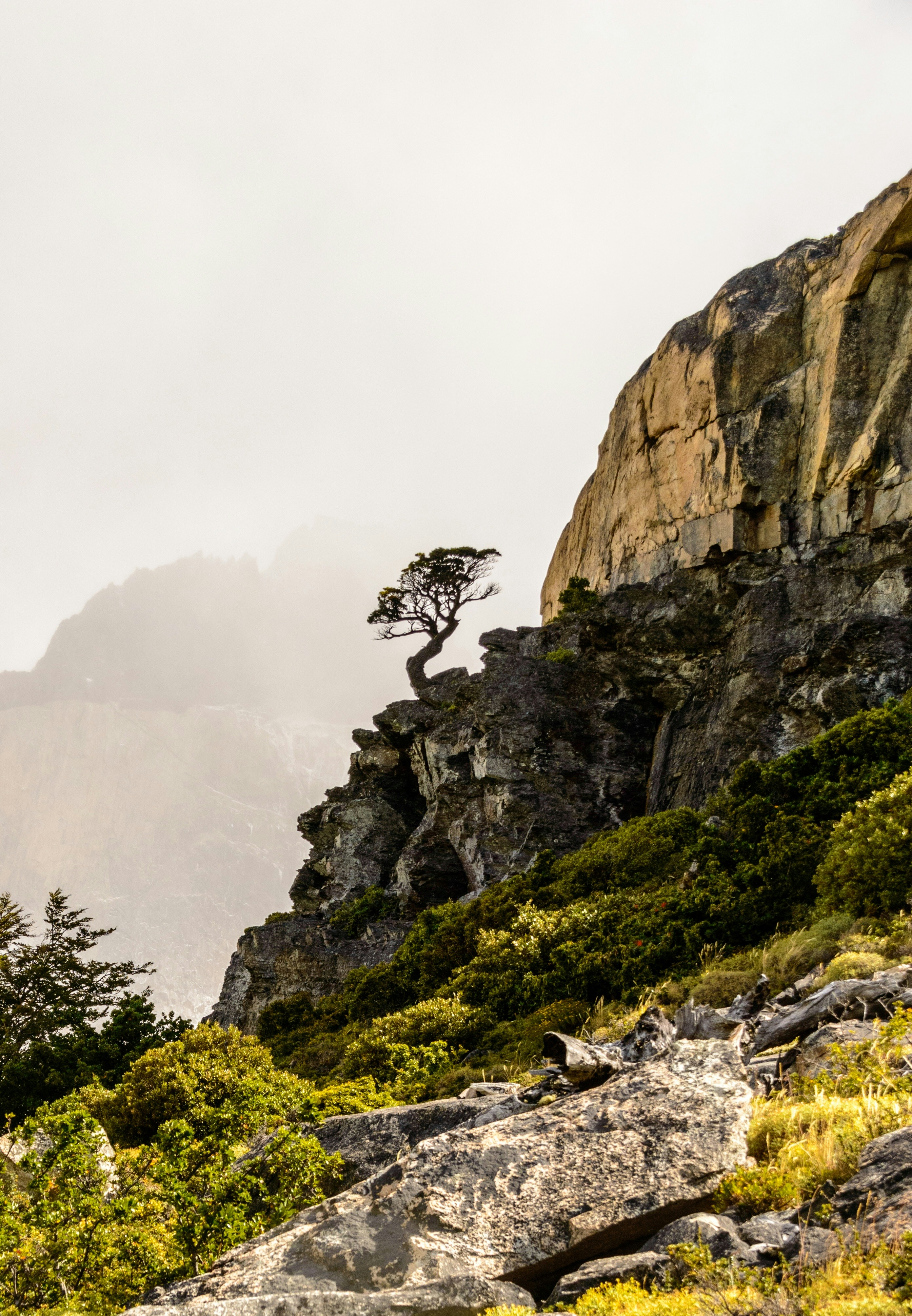 Paisaje con árbol